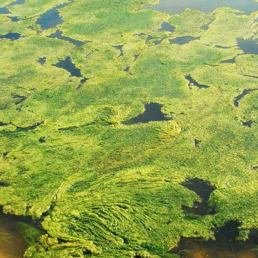 algae overgrown in a lake