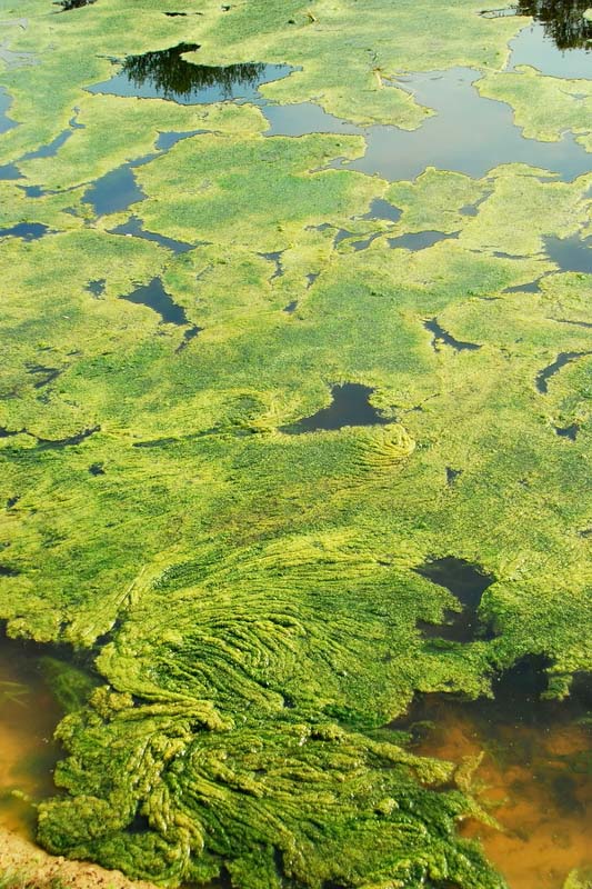 algae overgrown in a lake