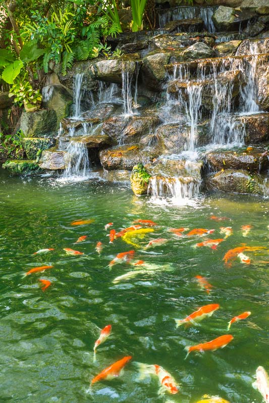 waterfall leading to a pond with koi carp